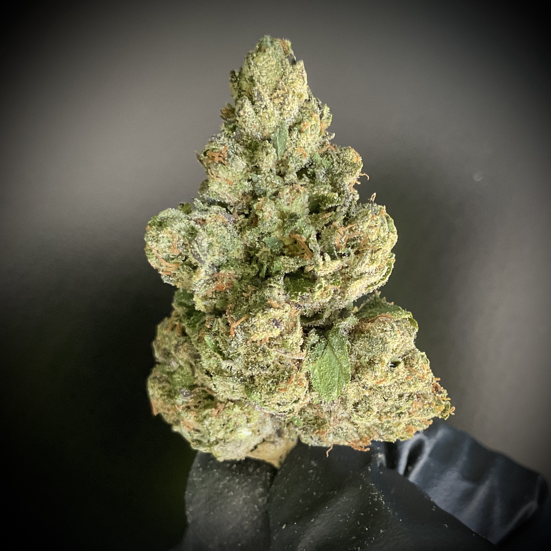 Permanent Marker THCA / Preroll